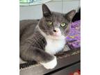 Adopt LUCY a Domestic Short Hair