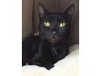 Adopt ECLIPSE a Domestic Short Hair