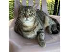 Adopt Tabitha a Domestic Short Hair