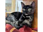 Adopt Snick a Domestic Short Hair