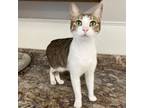 Adopt Sophia a Domestic Short Hair