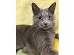 Adopt Seashell a Domestic Short Hair