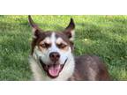 Adopt Bubbles a Husky