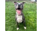 Adopt Hera a Pit Bull Terrier