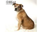 Adopt Darcy a Boxer