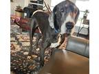Adopt Zayne a Gray/Blue/Silver/Salt & Pepper Great Dane / Mixed dog in Dallas