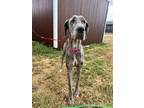 Adopt Gemini a Great Dane / Mixed dog in Dallas, TX (38910527)