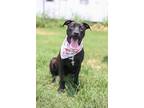 Adopt Livvy a Black Labrador Retriever / Terrier (Unknown Type