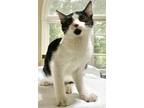 Adopt Oreo Rose a White Domestic Shorthair (short coat) cat in Evansville
