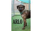 Adopt Arlo a Terrier (Unknown Type, Medium) dog in Mooresville, NC (38856278)