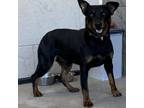 Adopt Zoey a Rottweiler, Mixed Breed