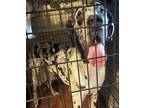 Adopt Fezz a Great Dane / Mixed dog in Sidney, NE (38864140)