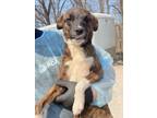 Adopt JigglyPuff a Mountain Cur, Mixed Breed