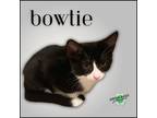 Adopt Bowtie a Black & White or Tuxedo Domestic Shorthair / Mixed (short coat)