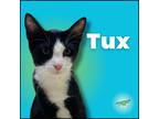 Adopt Tux a Black & White or Tuxedo Domestic Shorthair / Mixed (short coat) cat