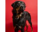 Adopt Rosie a Rottweiler