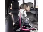 Adopt June Carter a Great Dane / Mixed dog in Bullard, TX (38811561)