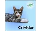 Adopt Crinkler a Tan or Fawn Tabby Domestic Shorthair / Mixed (short coat) cat