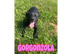 Adopt Gorgonzola a Patterdale Terrier (Fell Terrier) / Mixed Breed (Medium) /