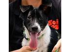 Adopt Higanbana a Jindo / Border Collie / Mixed dog in San Diego, CA (38887739)
