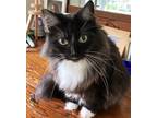 Adopt Ellie a Tuxedo, Domestic Long Hair