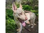 Adopt Teela (finder) a Labrador Retriever, German Shepherd Dog