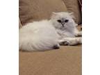 Adopt Harley a White (Mostly) British Shorthair / Mixed (medium coat) cat in