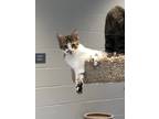 Adopt Kelsan a Domestic Shorthair / Mixed (short coat) cat in Dalton