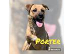 Adopt PORTER a Black Mouth Cur / Terrier (Unknown Type, Small) / Mixed dog in