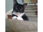 Adopt Clarissa23 a Domestic Shorthair / Mixed (short coat) cat in Youngsville