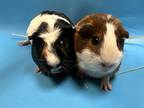 Adopt Perry a Black Guinea Pig / Mixed small animal in Golden Valley