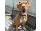 Adopt Moose a Brown/Chocolate Mixed Breed (Large) / Mixed dog in Sarasota