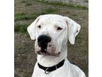 Adopt Snow White FKA Dog 2 a Dogo Argentino, Mixed Breed