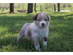 Miniature Australian Shepherd Puppy for sale in Springfield, MO, USA