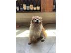 Adopt Teddy CP a Tan/Yellow/Fawn Pomeranian / Mixed dog in Beverly Hills
