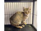 Adopt Allegro a Domestic Shorthair / Mixed (short coat) cat in Portland