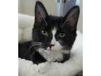 Adopt Soba a All Black Domestic Mediumhair / Domestic Shorthair / Mixed cat in
