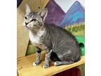 Adopt Keiko a Gray, Blue or Silver Tabby Domestic Shorthair (short coat) cat in