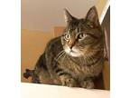 Adopt Charlie a Brown or Chocolate Domestic Shorthair / Domestic Shorthair /