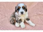 Mutt Puppy for sale in Columbus, OH, USA