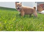 Shiba Inu Puppy for sale in Fort Wayne, IN, USA