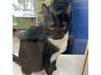 Adopt Felicia a All Black Domestic Shorthair / Mixed cat in Ridgeland