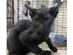 Adopt Donatello (Unsocial) a All Black Domestic Shorthair / Domestic Shorthair /