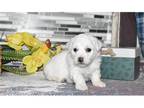 Bichon Frise Puppy for sale in Springfield, MO, USA