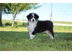 Australian Shepherd Puppy for sale in Springfield, MO, USA