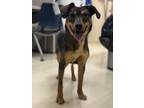 Adopt CHIP SKYLARK a German Shepherd Dog, Mixed Breed