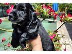 Cocker Spaniel Puppy for sale in Fort Myers, FL, USA