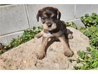 Mutt Puppy for sale in Kalamazoo, MI, USA