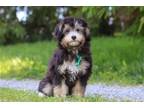 Aussiedoodle Puppy for sale in Canton, OH, USA