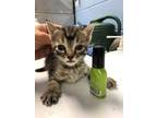 Adopt Grapes-IN FOSTER a Brown or Chocolate Domestic Shorthair / Domestic